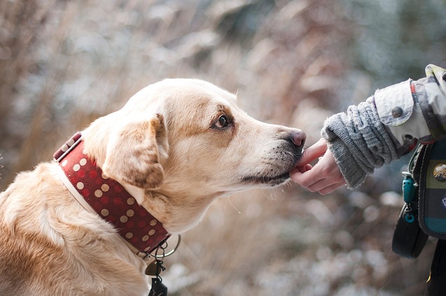 8 Senior Dog Products